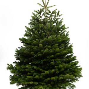 7ft Premium Nordmann Fir Fresh Cut Christmas Tree