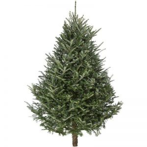 5Ft Premium Fraser Fir Fresh Cut Christmas Tree