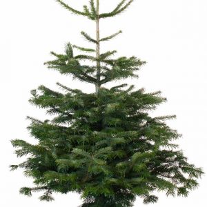 5Ft Value Nordmann Fir Fresh Cut Christmas Tree